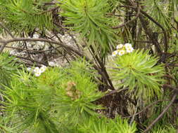 Image of Thin-leafed Darwin's Shrub