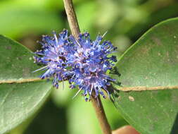 Image of Memecylon umbellatum Burm. fil.