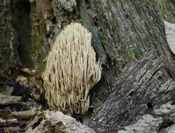 Слика од Ramaria stricta (Pers.) Quél. 1888