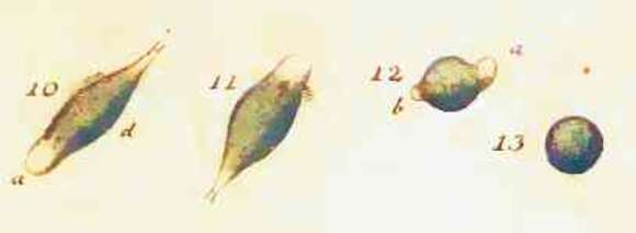 Image of Euglena viridis