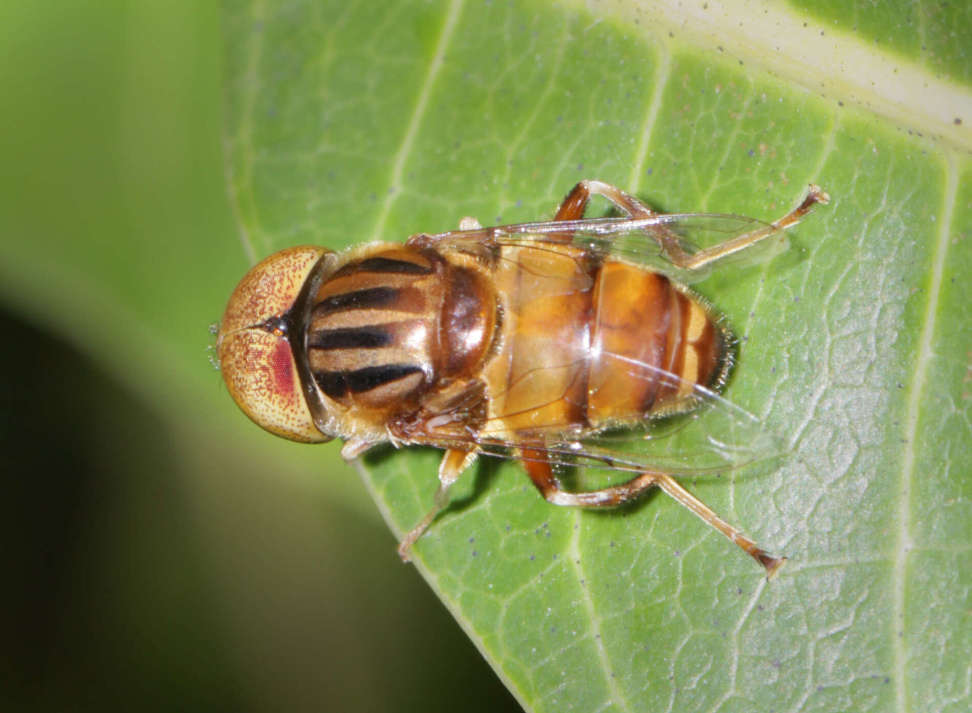 صورة Eristalinus megacephalus (Rossi 1794)