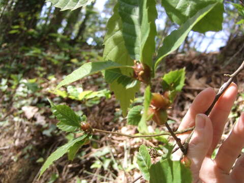 Image of Asian chestnut gall wasp