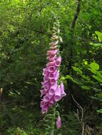 Imagem de Digitalis purpurea L.