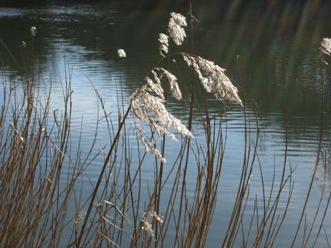 Image of common reed