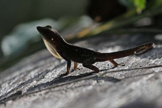 Image of Sagua de Tanamo  Anole