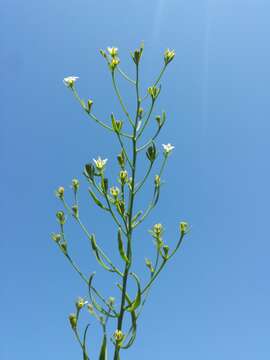 Image of flaxleaf