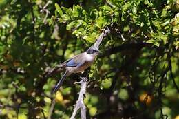 Image of Iberian Magpie