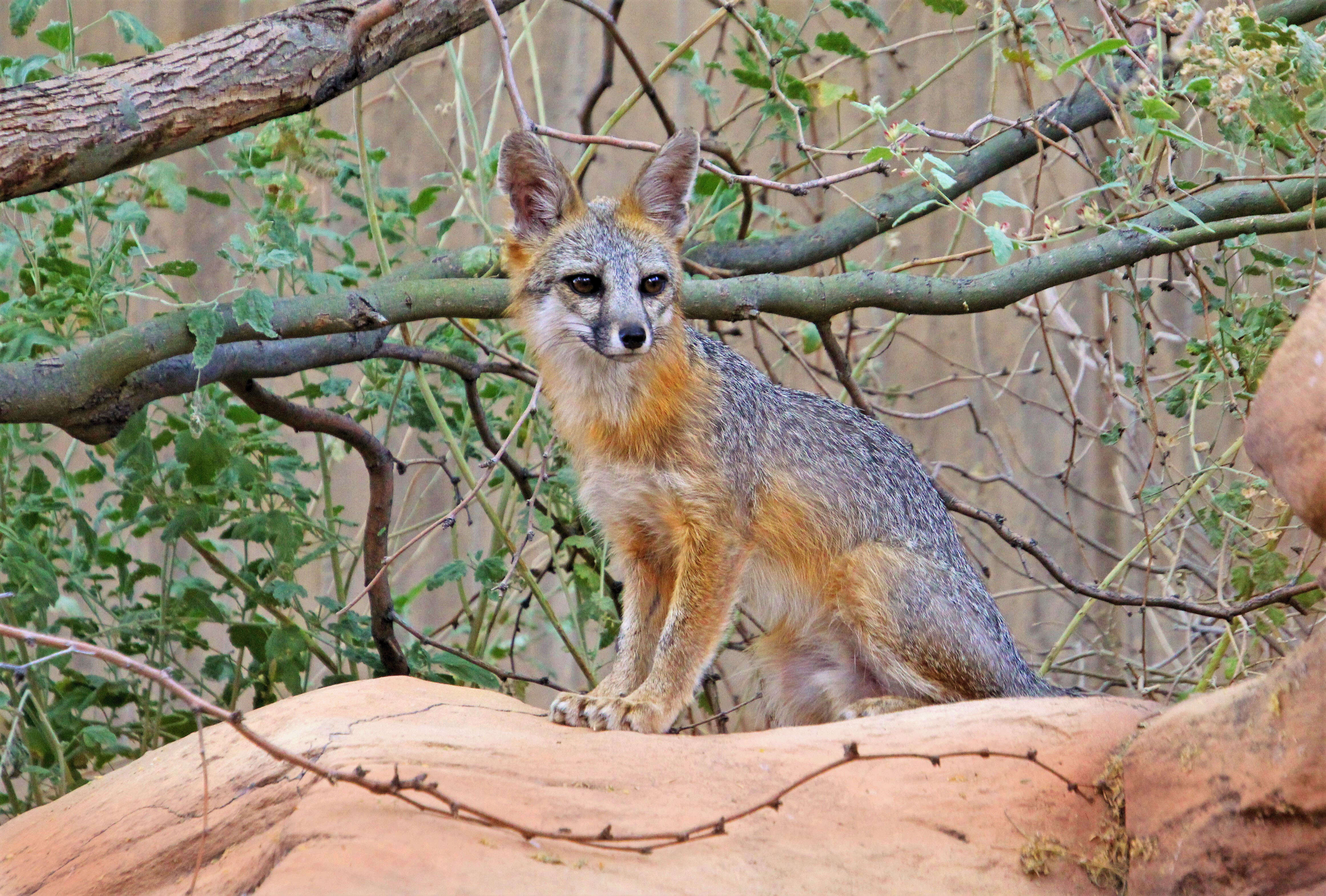 Image of Grey Foxes