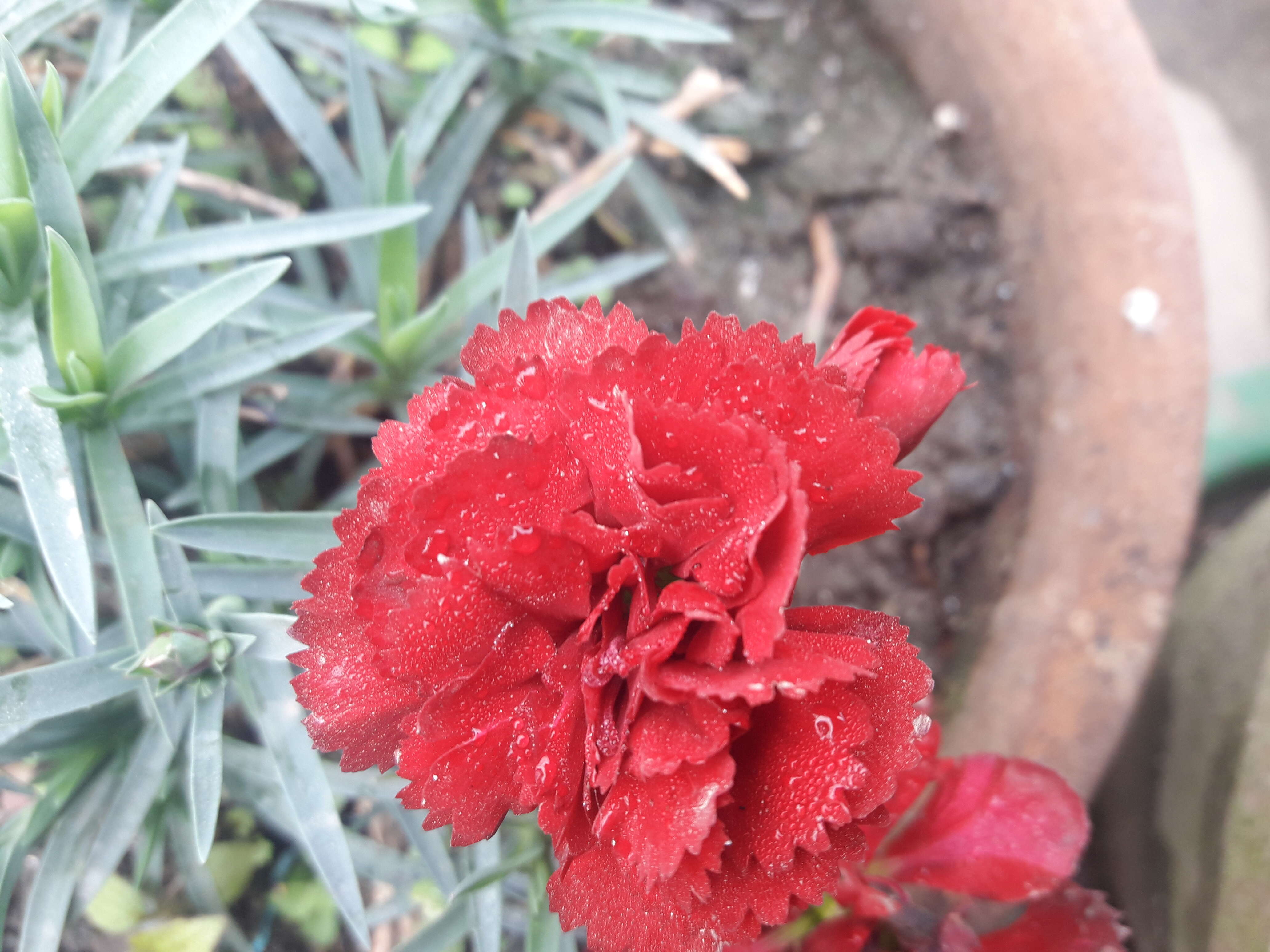 Image of carnation