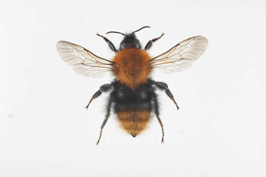 Image of Common carder bumblebee