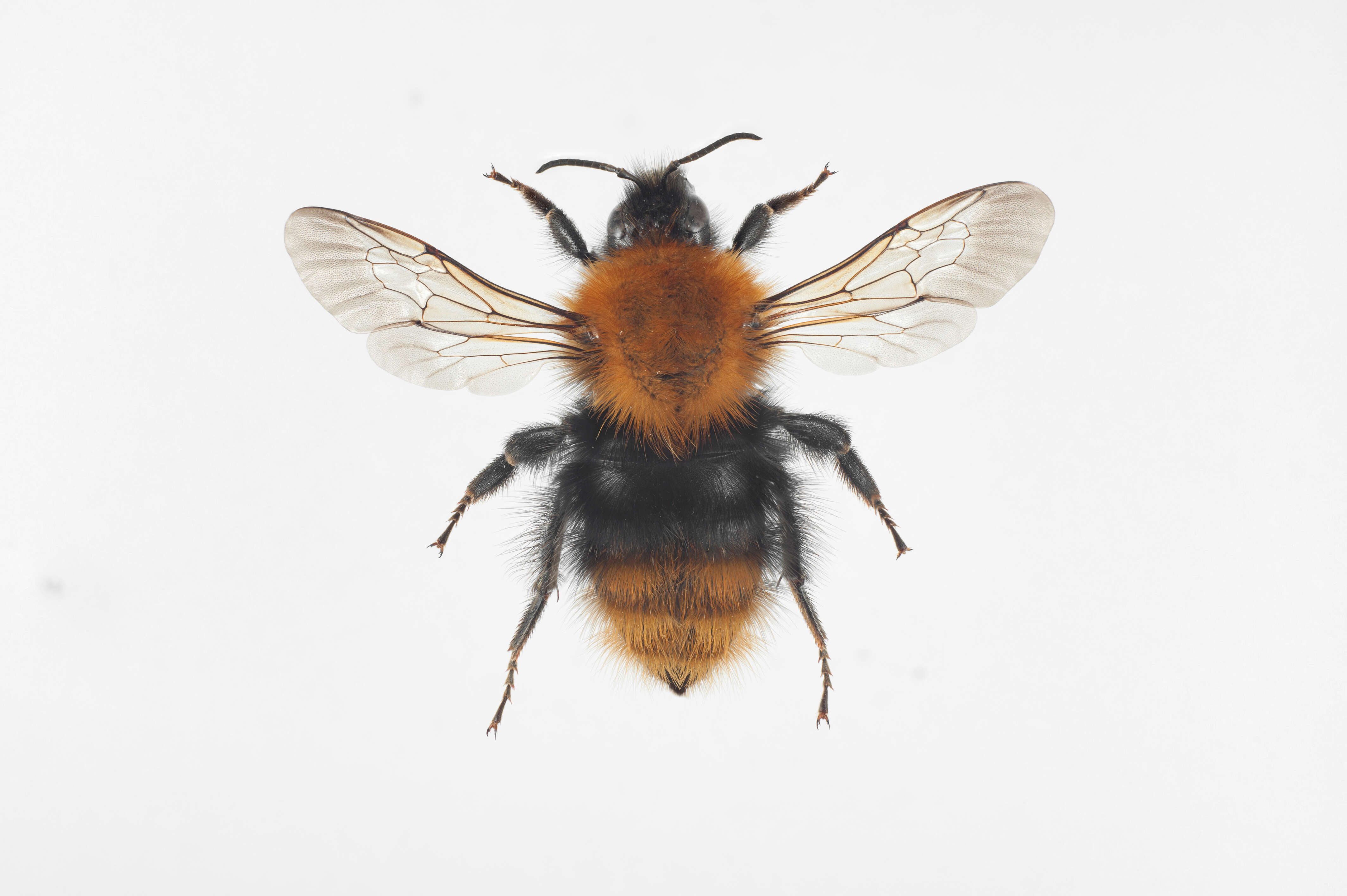 Image of Common carder bumblebee