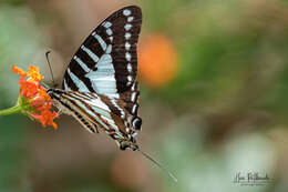 Image of Protographium