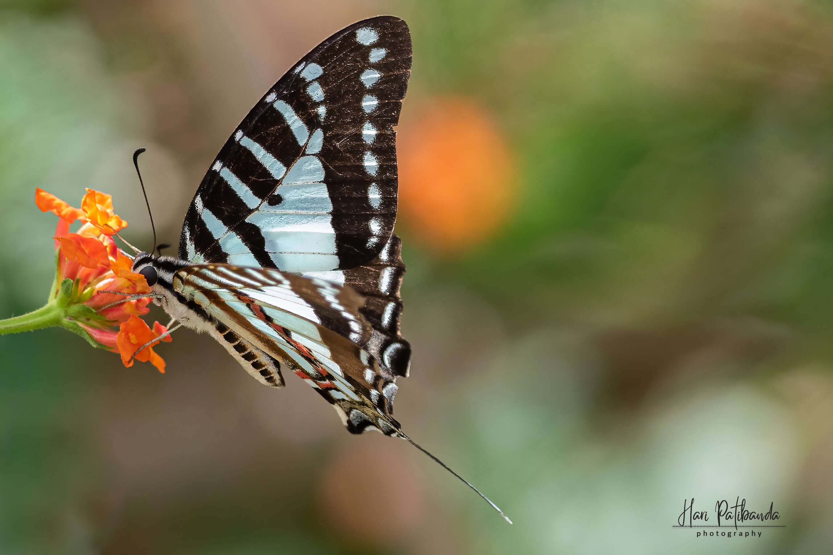 Image of Protographium