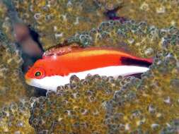 Image of Arc-eye Hawkfish