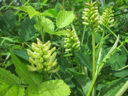 Image of licorice milkvetch