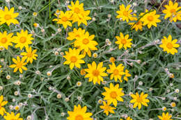 Image of Common Woolly Sunflower