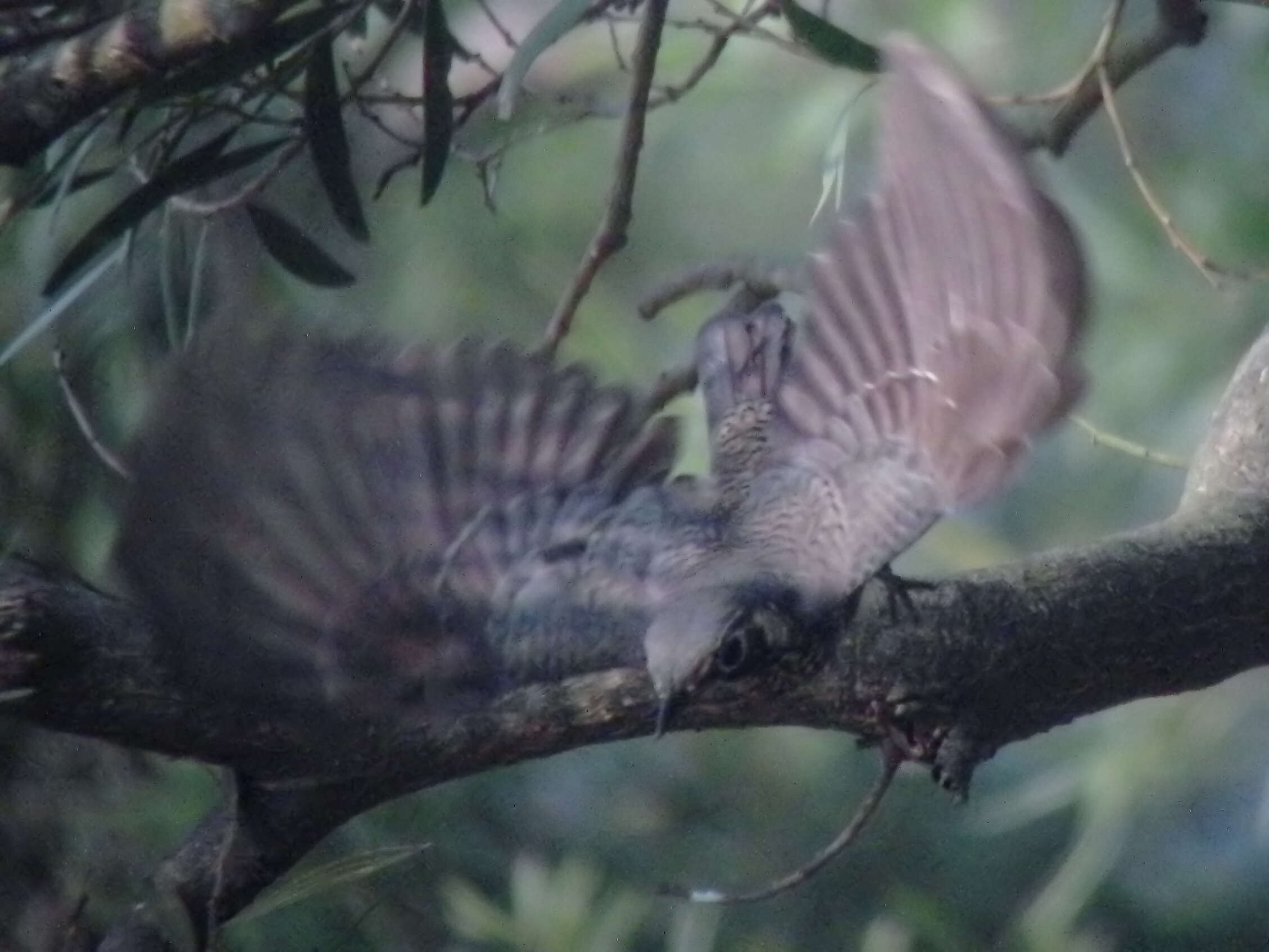 Image of Chestnut-bellied Rock Thrush