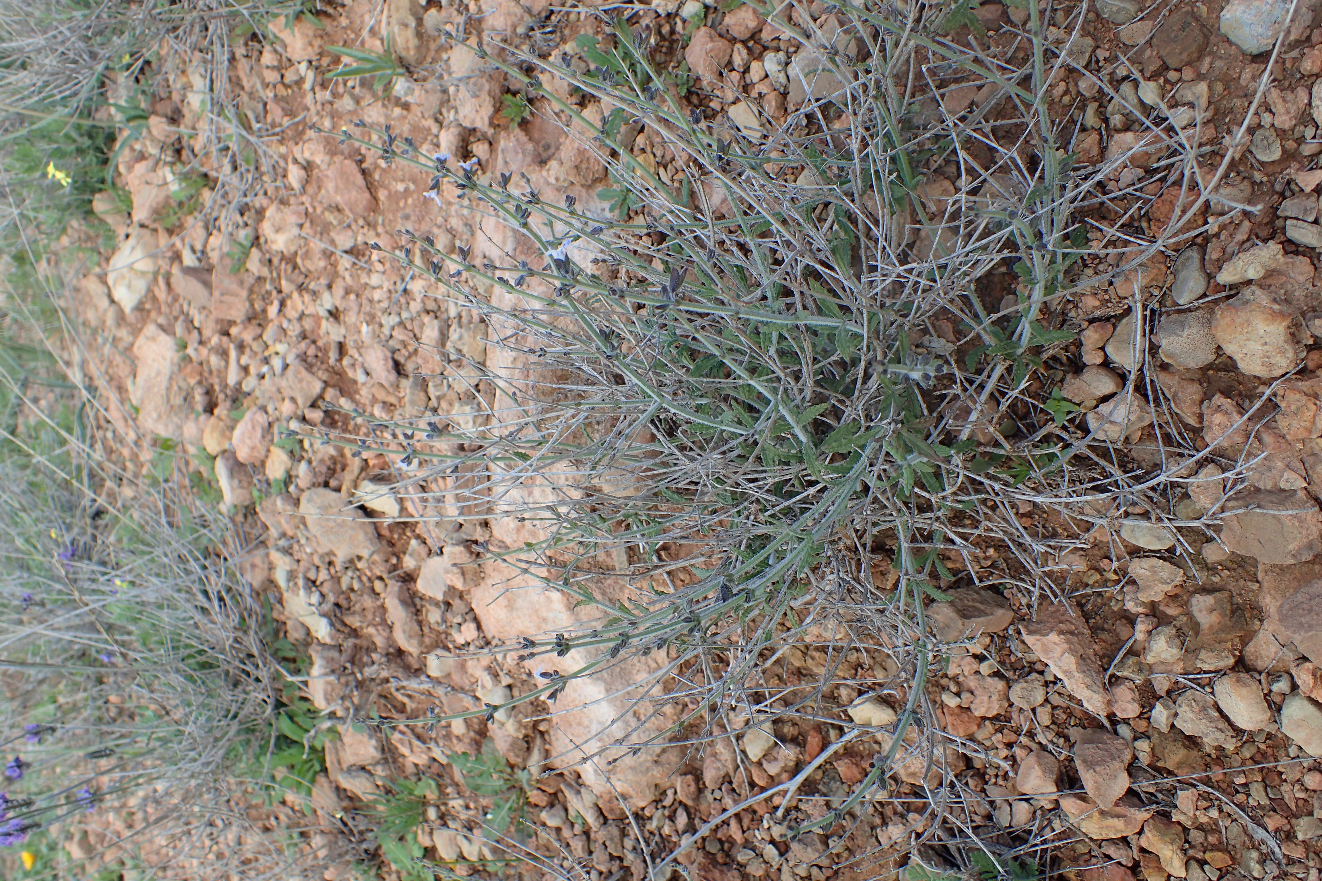 Image of Salvia spinosa subsp. spinosa