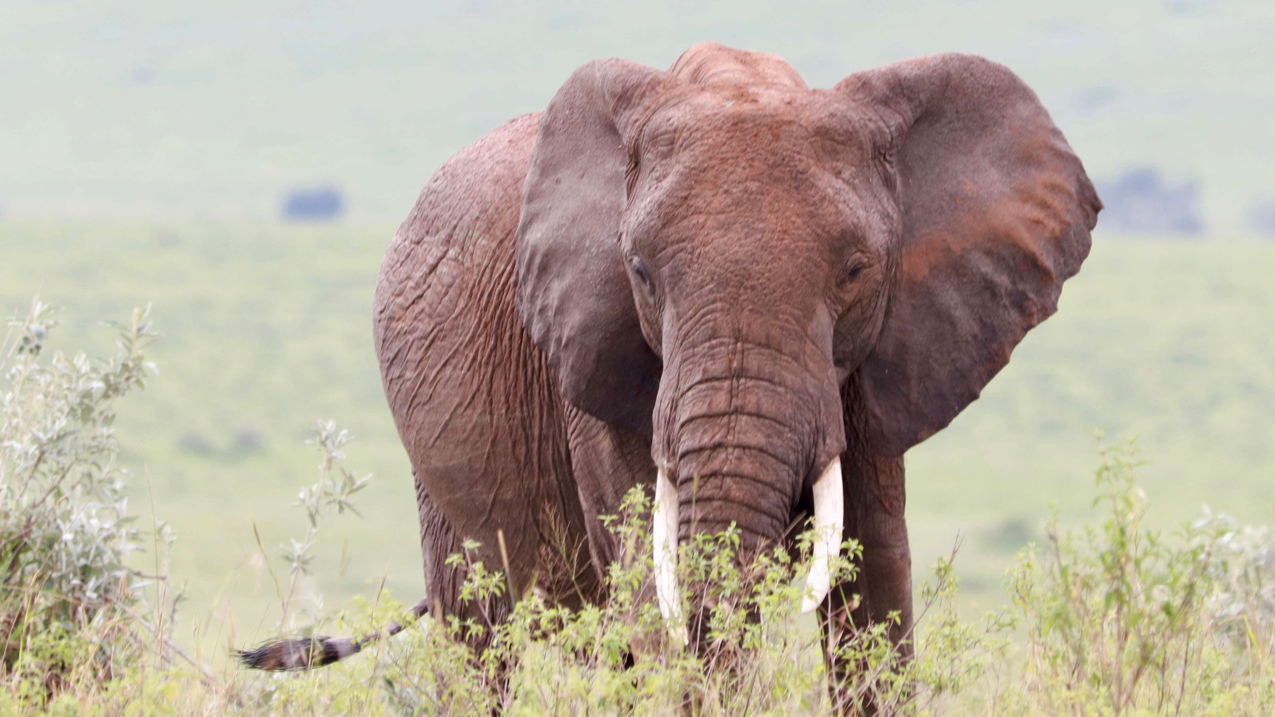 Image of African elephant