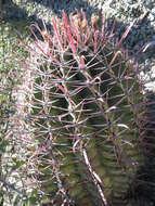 Image of Ferocactus latispinus (Haw.) Britton & Rose