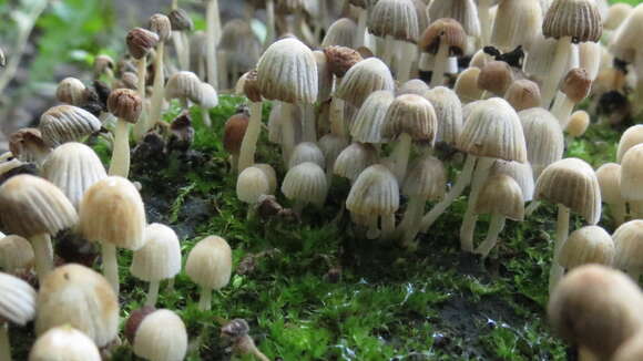 Image of Trooping Inkcaps