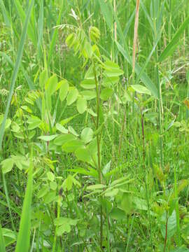 Imagem de Amorpha fruticosa L.