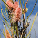 Image of Grass-leaved Hakea