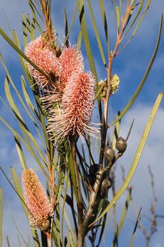 Image of Hakea multilineata Meissn.