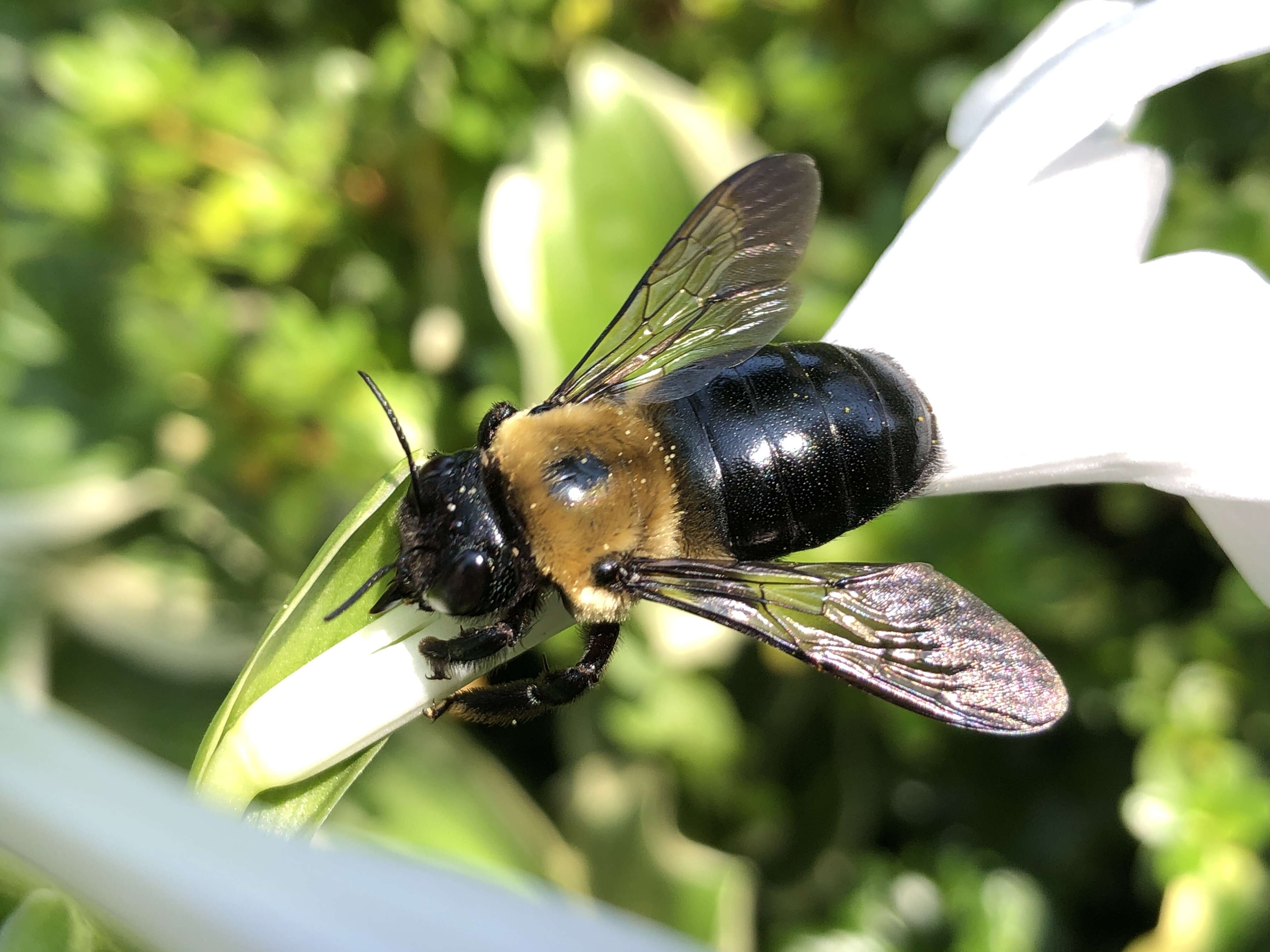 Imagem de Xylocopa virginica (Linnaeus 1771)