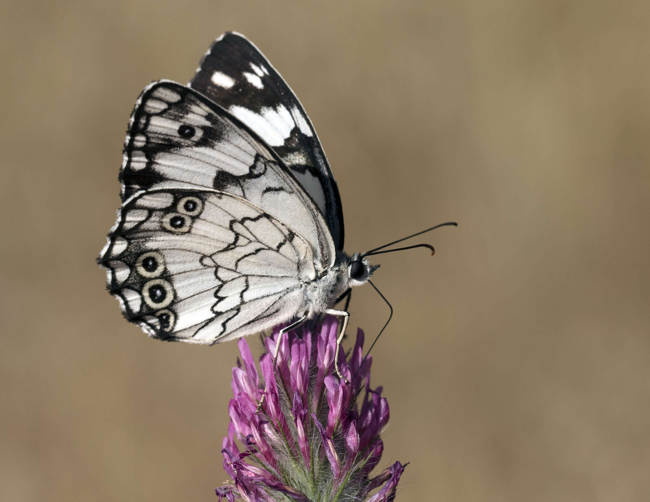 Imagem de Melanargia titea Klug 1832