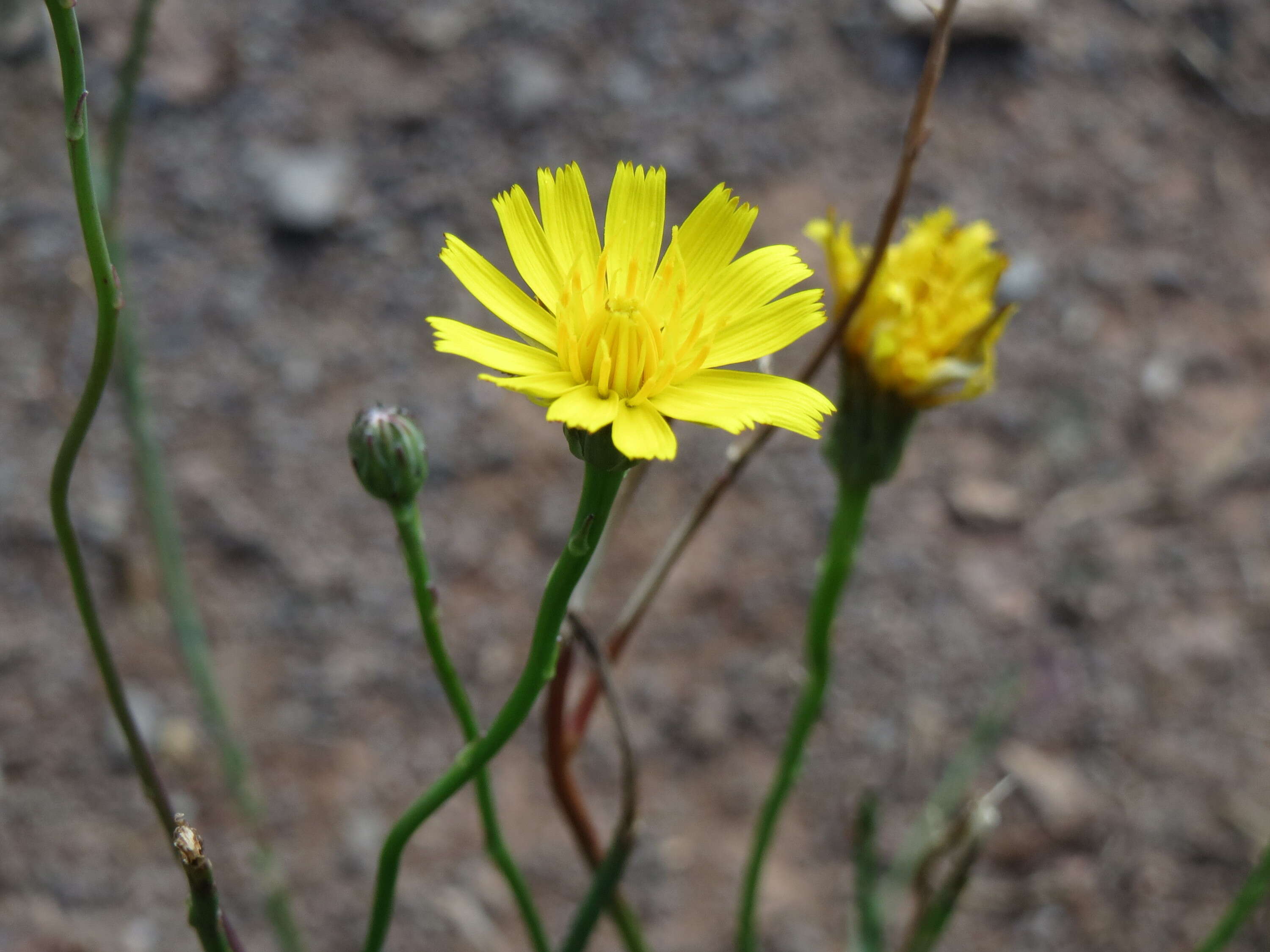 Image of Hairy Cat's-Ear