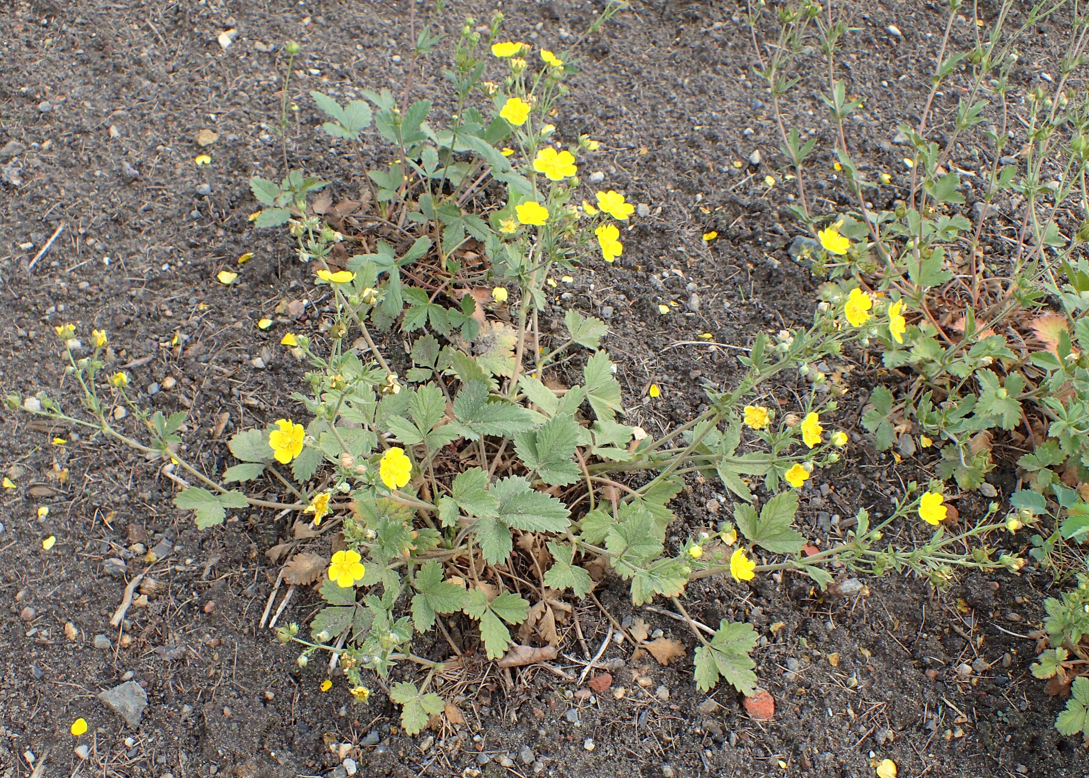 Image de Potentille à grandes fleurs