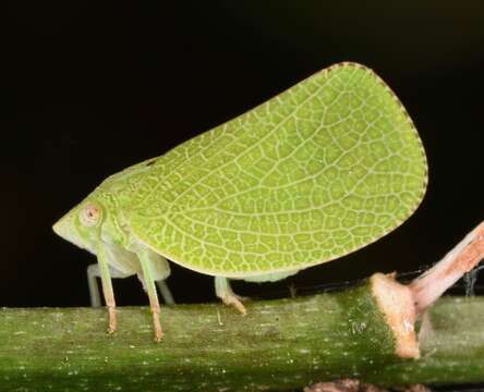 Image of Green Coneheaded Planthopper