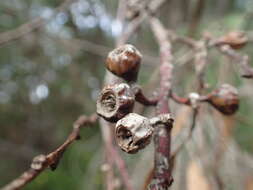 Image of Jerdacuttup Mallee