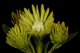 Image of Featherbush