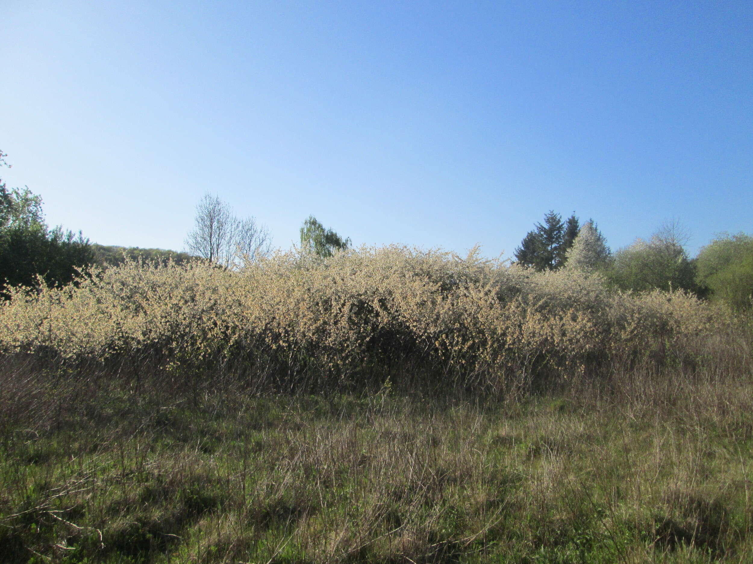 Plancia ëd Prunus cerasus L.