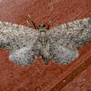 Image of Eupithecia lachrymosa Hulst 1900