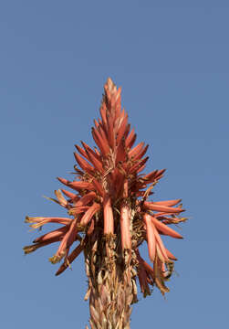 Image of candelabra aloe
