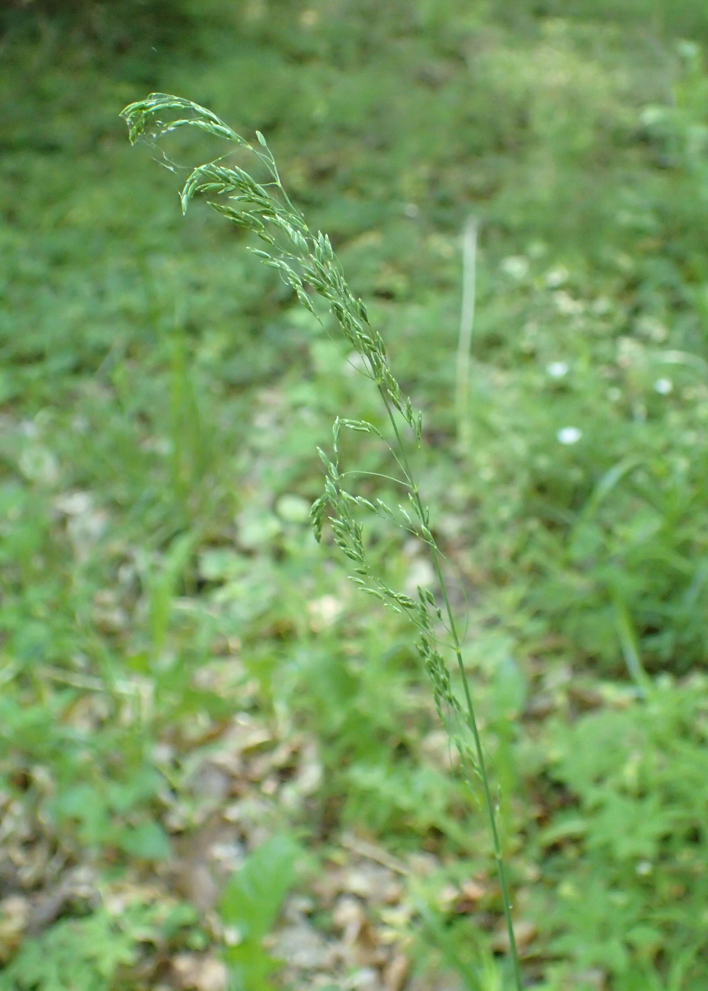 Image of broad-leaved meadow-grass