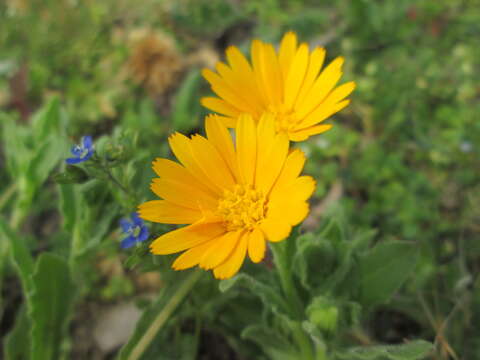 Image of field marigold