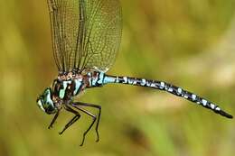 Image of Canada Darner