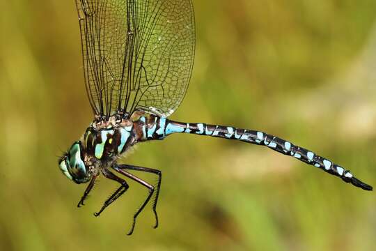 Image of Canada Darner