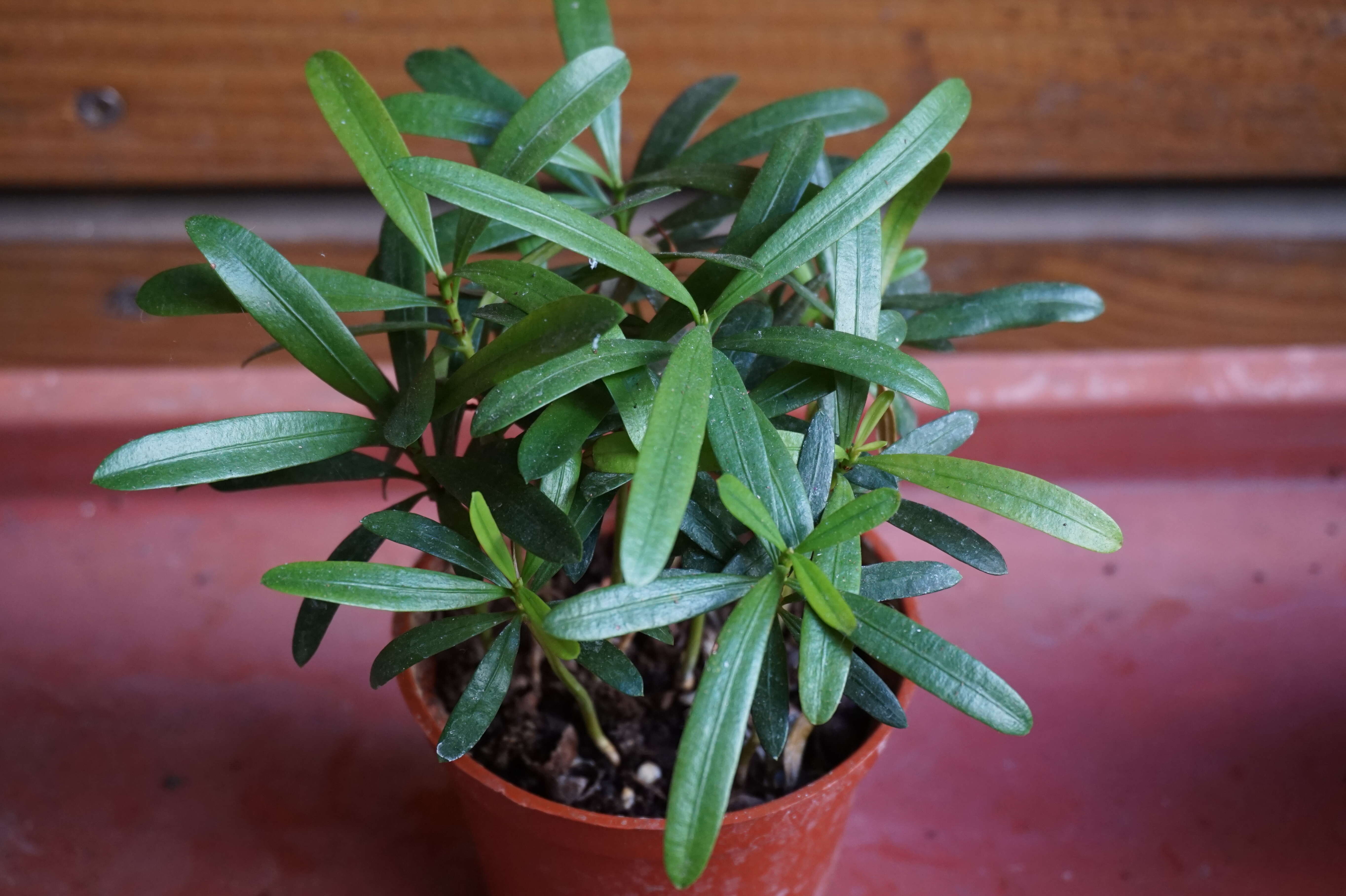 Image of Buddhist Pine