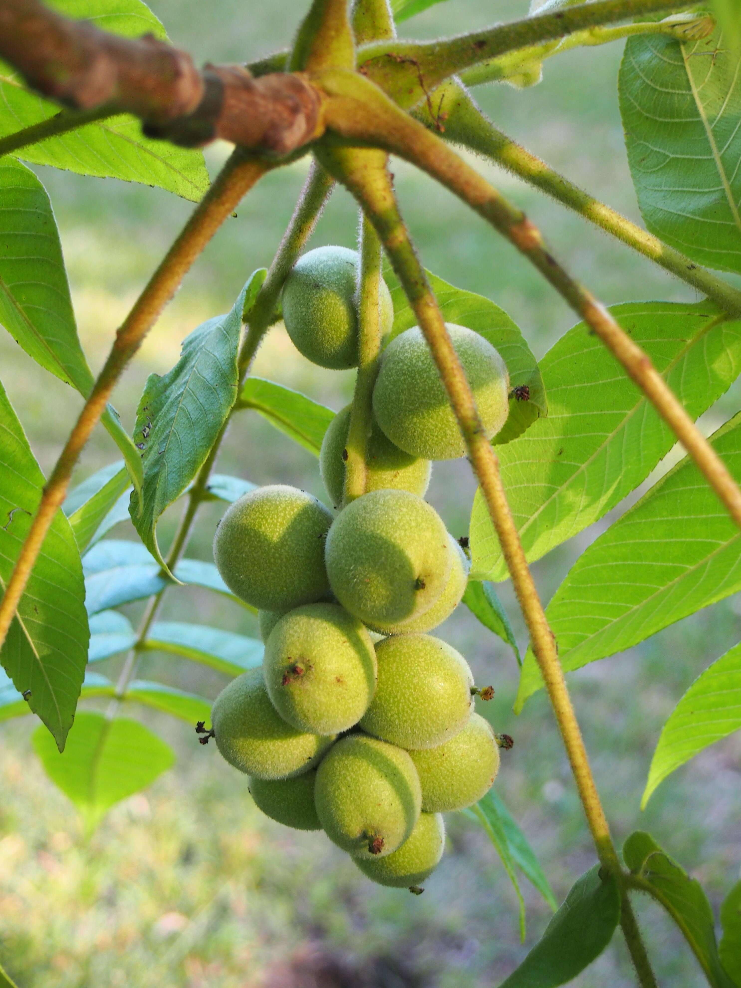 Image of Juglans ailantifolia