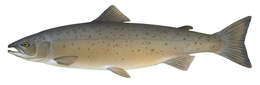 Image of salmon