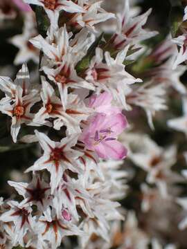 Image of Goniolimon tataricum (L.) Boiss.