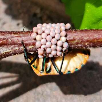 Image of cotton harlequin bug