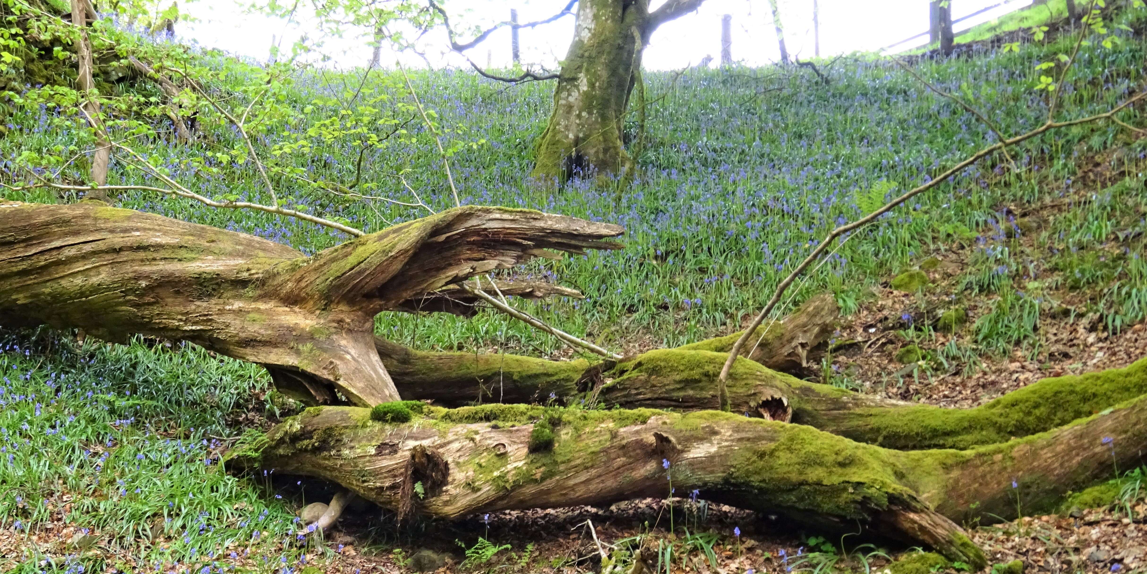 Image of Common Bluebell