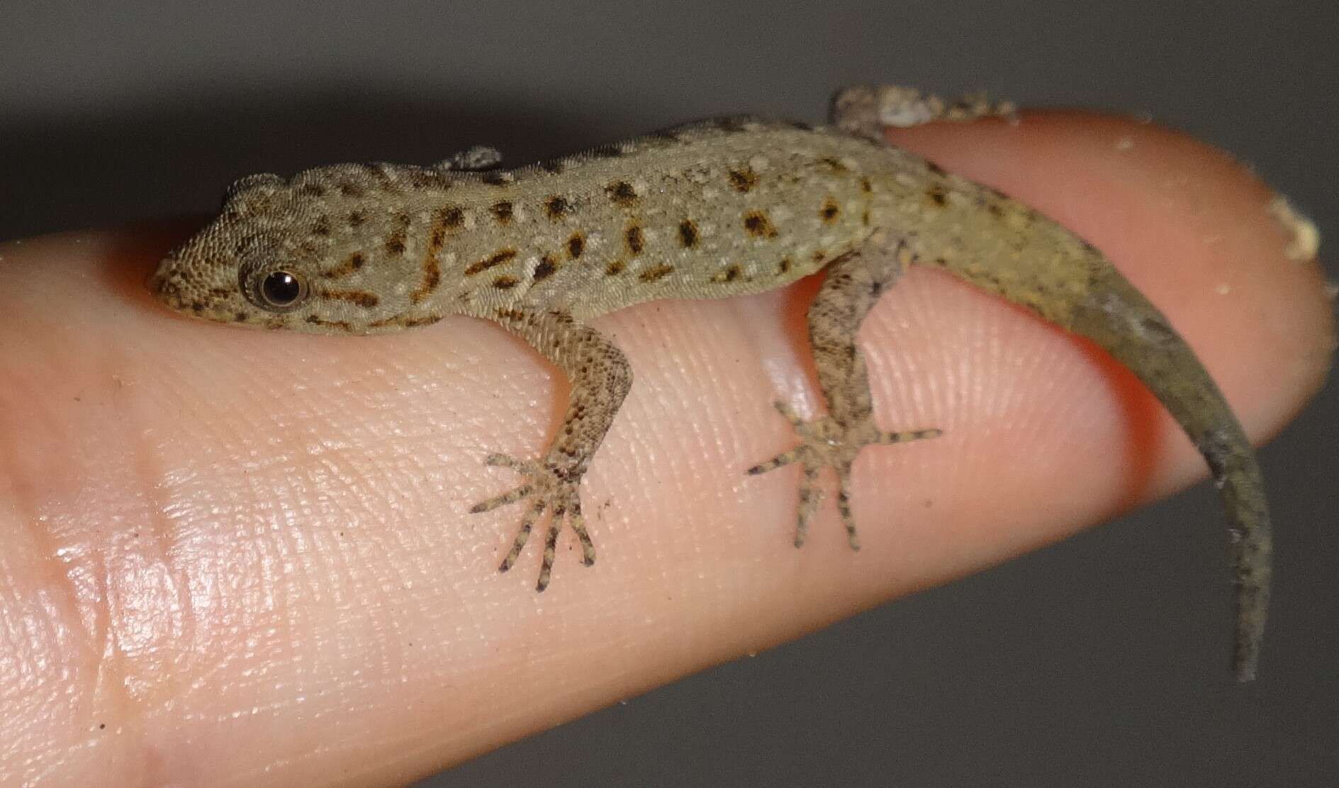Image of Wiegmann's Striped Gecko