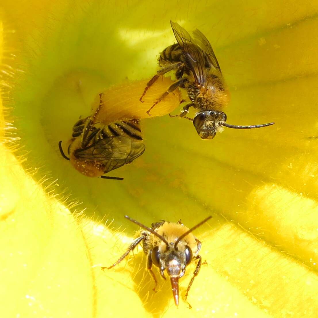 Image of Pruinose Squash Bee